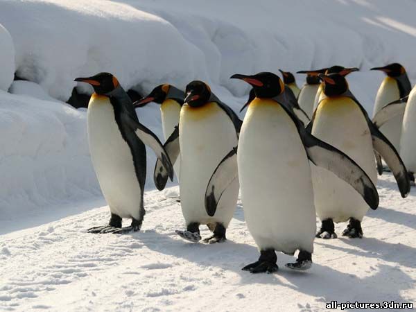 Пингвины, фото пингвинов, пингвины фото, фото животных, картинки, скачат картинки