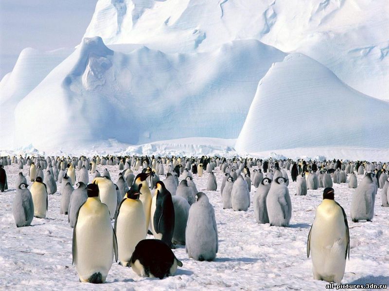 Пингвины, фото пингвинов, пингвины фото, фото животных, картинки, скачат картинки